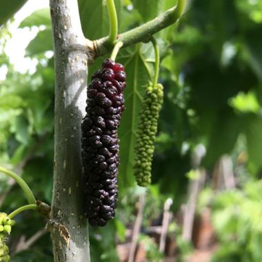 Mulberry fruit