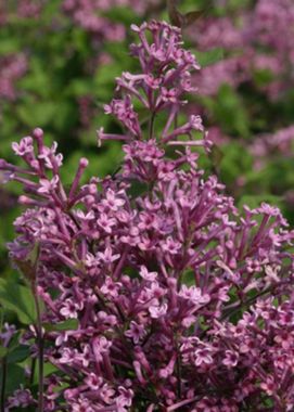 Photo of Bloomerang® Purple Lilac