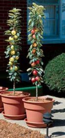 Photo of Stark® Columnar "Pick Your Own" Assortment Any 2