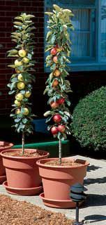 Photo of Stark® Columnar "Pick Your Own" Assortment Any 2