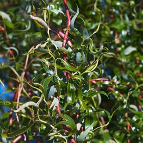 Corkscrew Willow Leaves