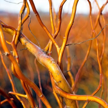 Corkscrew Willow Branches