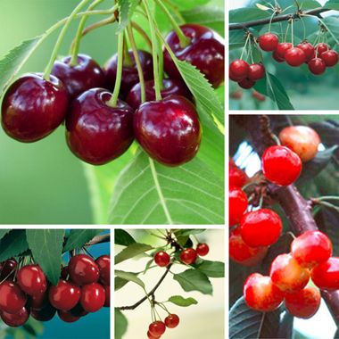 Photo of cherry varieties