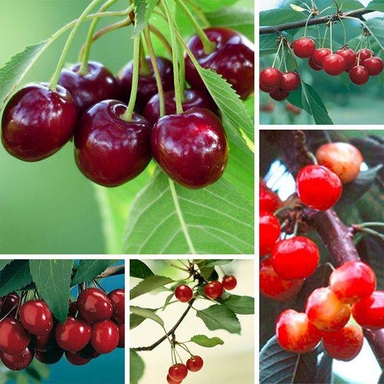 Photo of cherry varieties