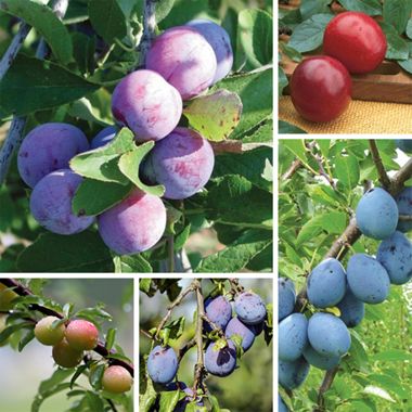 photo of plum varieties