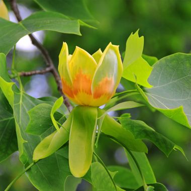 photo of tuliptree bloom