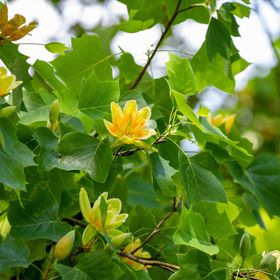 photo of tuliptree blooms