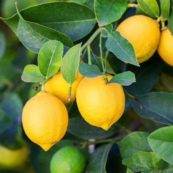 Lisbon lemons on tree