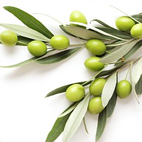 olives on branch