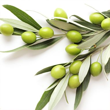 olives on branch