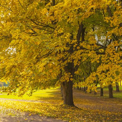 Silver Maple in autumn