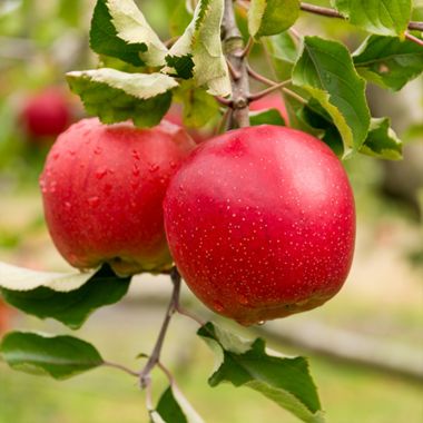 Two red apples on tree