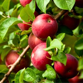 red apples on tree