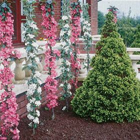 Photo of Stark® Columnar "Pick Your Own" Assortment Any 5