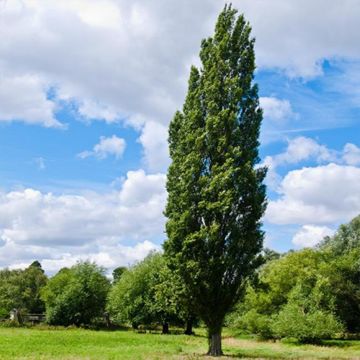 Lombardy Poplar at mature size