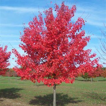 Royal Red Maple Tree at Maturity in Fall