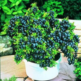 Photo of Top Hat Blueberry Plant