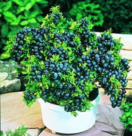 Photo of Top Hat Blueberry Potted Kit
