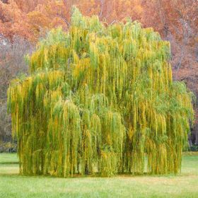 Babylon Weeping Willow at Maturity