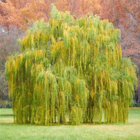 Babylon Weeping Willow at Maturity
