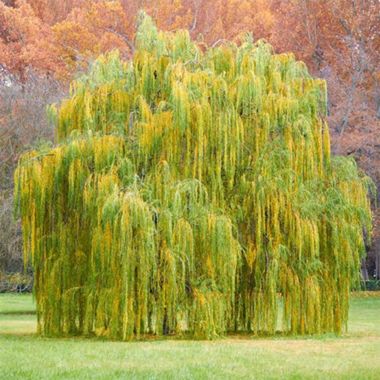 Babylon Weeping Willow at Maturity