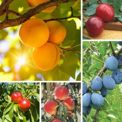 Photos of 5 different fruit varieties that grow on one tree