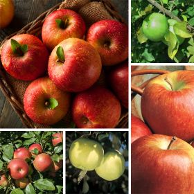 Photo of 5 apple varieties