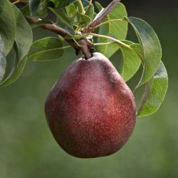 red pear on tree