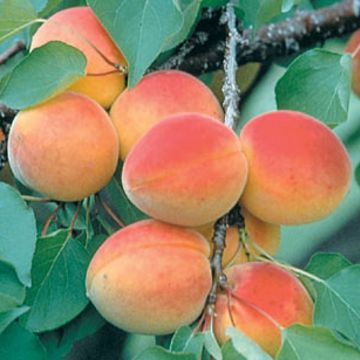 Photo of Stark® GoldenGlo™ Miniature Apricot Tree