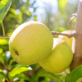 Photo of yellow apples on tree.
