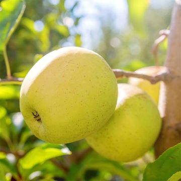 Photo of yellow apples on tree.