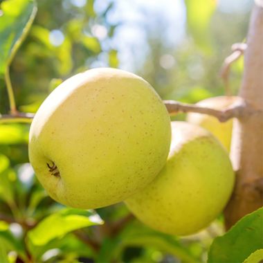 Photo of yellow apples on tree.