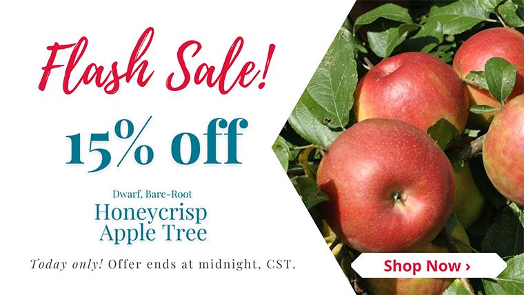 FLASH SALE! Today only, 15% off select Honeycrisp Apple Trees