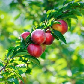 Red nectarine on tree