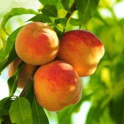 three peaches on tree