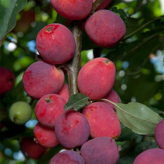 crabapple fruit