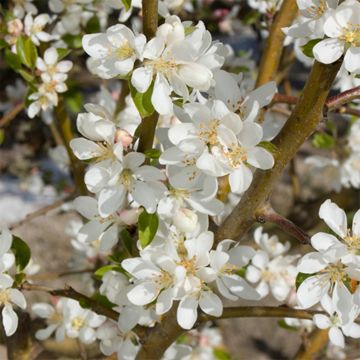 crabapple blooms