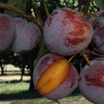 Pluots on tree, with one having a slice out of it