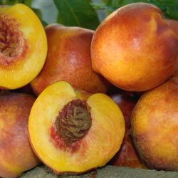 Nectarine's cut in half