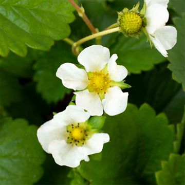 strawberry blooms