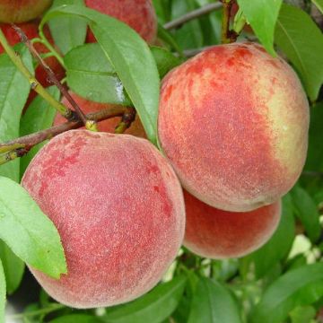 Photo of Stark® Early White Giant™ Peach Tree