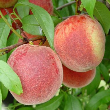 Photo of Stark® Early White Giant™ Peach Tree