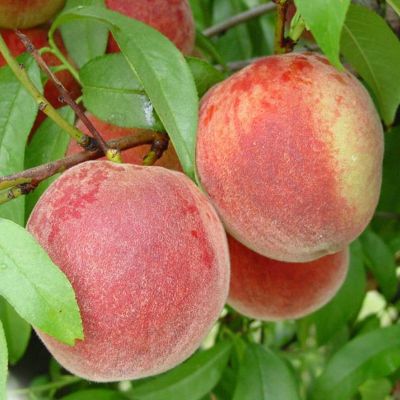 Photo of Stark® Early White Giant™ Peach Tree
