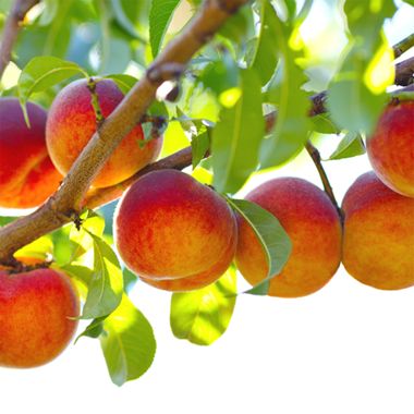 Best Georgia Peaches, Fresh Fruit Delivered