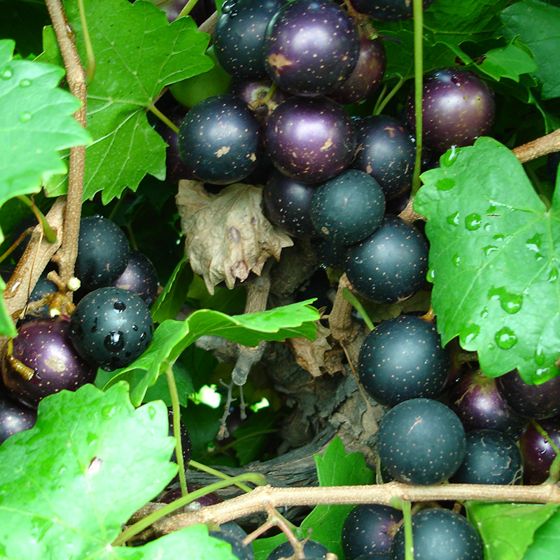 purple grape and leaves