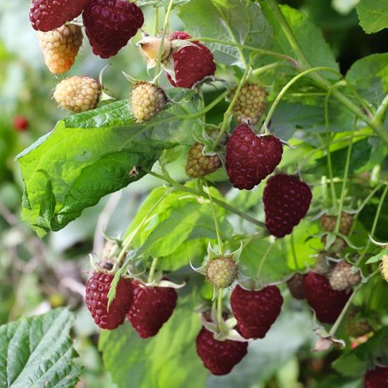 Photo of raspberry plant.