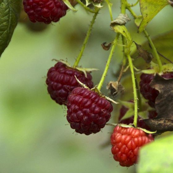 Photo of raspberry plant.