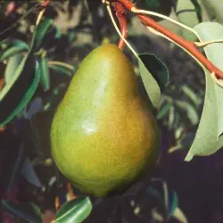 Photo of Bartlett Pear Tree