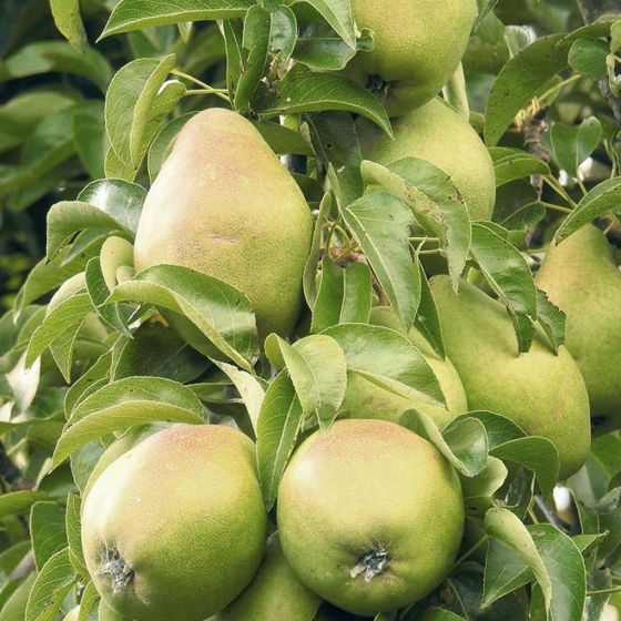 Photo of Bartlett Pear Tree