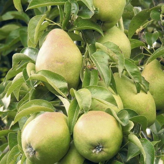 Buy Bartlett Pear Trees Online